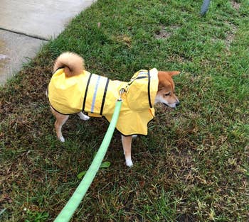 reviewer image of a corgi wearing the raincoat