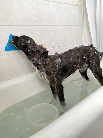 a different reviewer's dog using the lickmat while taking a bath