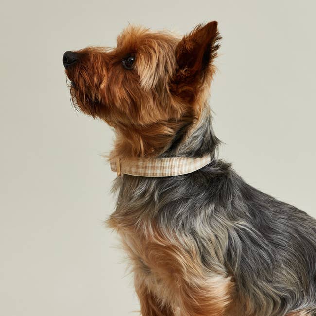 a yorkie in a tan gingham collar
