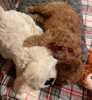 Reviewer image of dog with stuffed toy