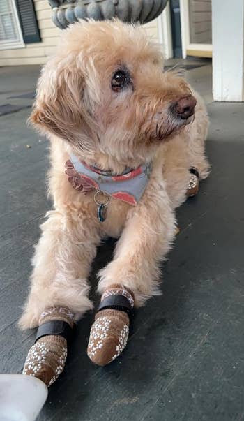Small dog with a collar wearing four booties, lying on a porch next to a chew toy
