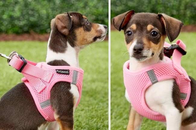 Small dog wearing pink mesh harness with back metal loop and black clip sitting in grass