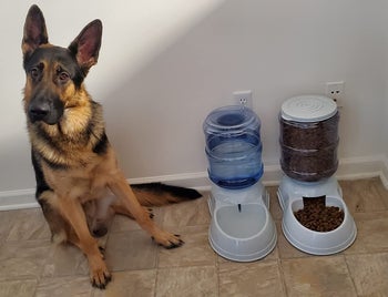 Reviewer image of German Shepherd sitting next to product in front of a white wall