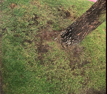 before pic of dying grass 
