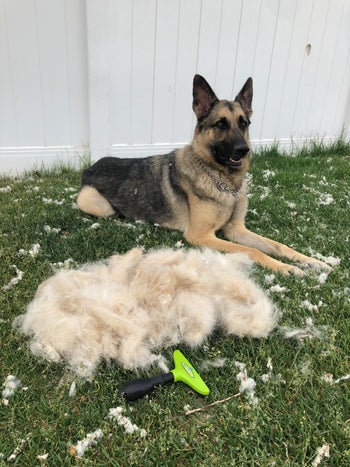 reviewer's dog sitting next to a pile of loose hair removed with the brush