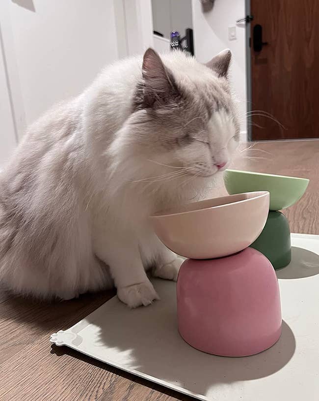 Cat eating out of a two tiered colorblock pastel pink raised bowl next to a green one in the same model 