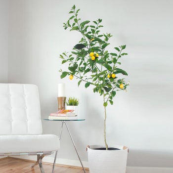 lemon tree inside, by a white couch