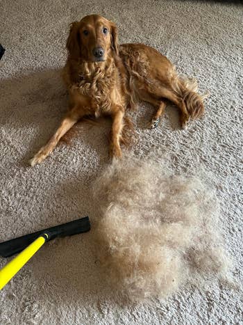 Dog lying connected  carpet with a heap  of fur and grooming instrumentality   nearby, illustrating shedding and grooming for favored  care