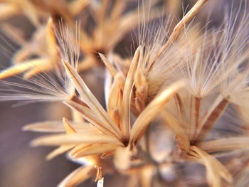 vivid and detailed close-up of a plant a reviewer took using the lens kit