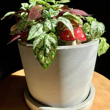 Reviewer's mushroom watering spike in plant pot