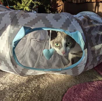 another reviewer's cat peek out from inside the tunnel