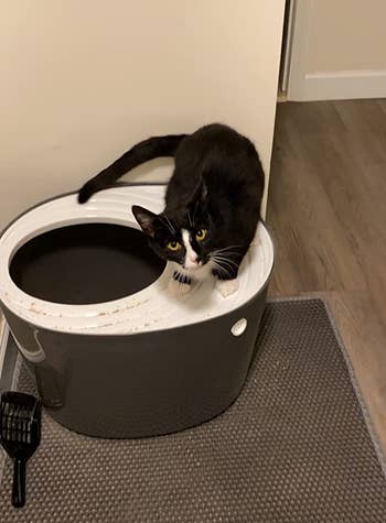 reviewer's cat on top of the top-entry litter box