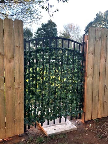 Iron gate with the vines covering the open spaces