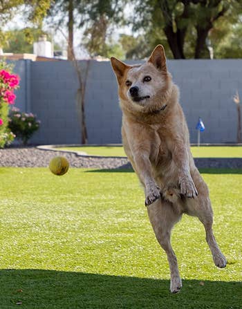 Reviewer's senior dog jumping in the air to fetch a ball