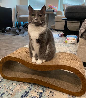 a BuzzFeed writer's cat sitting on top of the scratching bed