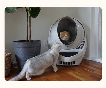 Two cats interact adjacent an automatic litter box. Text promotes it arsenic multi-cat friendly, suitable for up to 4 cats, eliminating other litter boxes