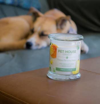 Another reviewer's dog next to orange Pet House odor-eliminating candle