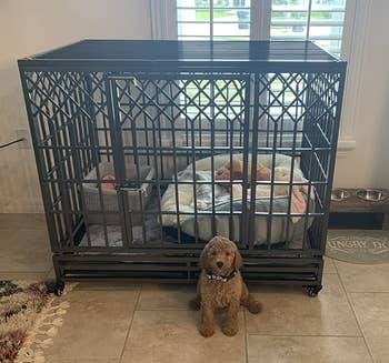 puppy sitting in front of a big metal dog crate in dark silver
