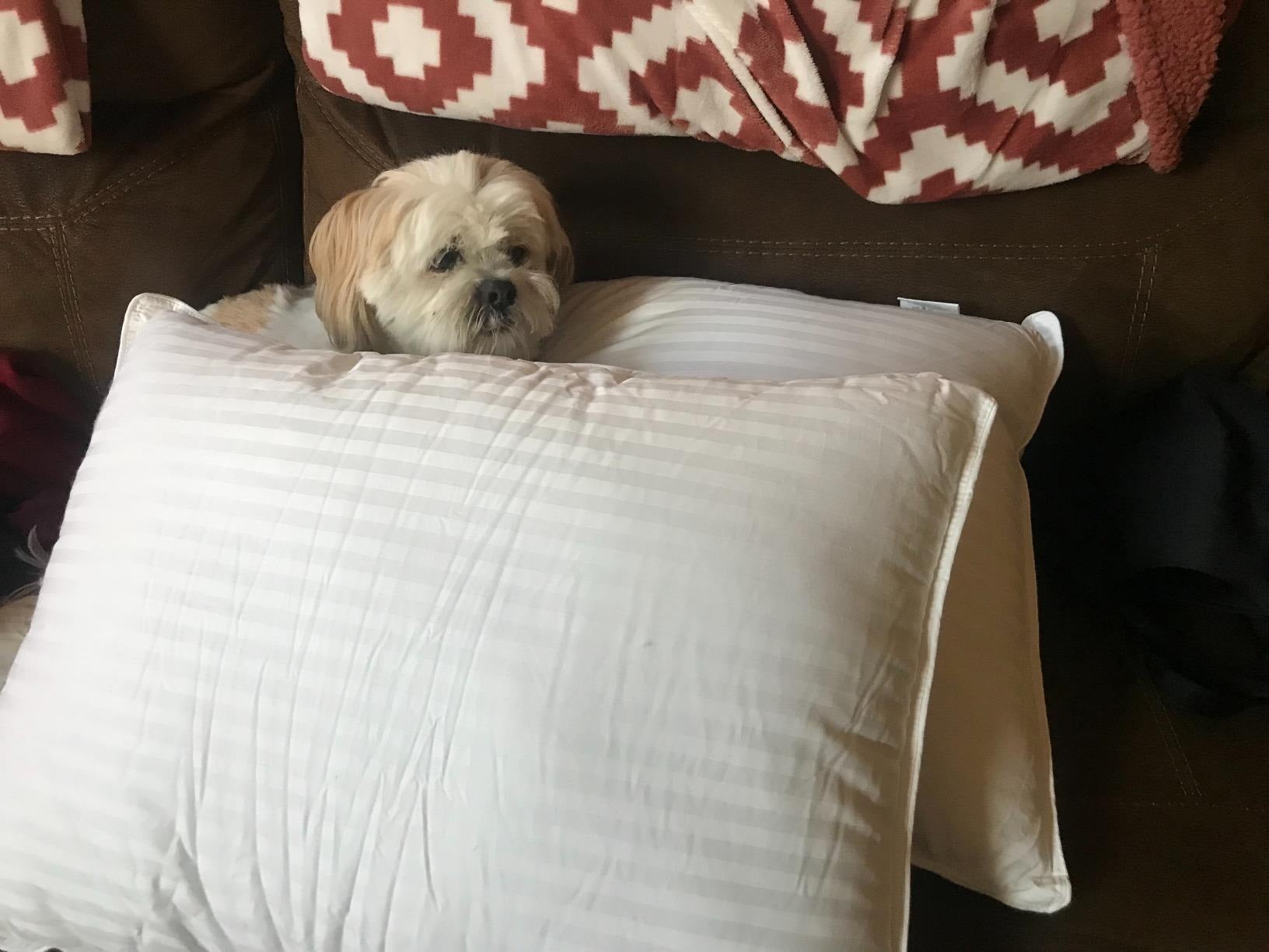 reviewer image of a small dog nestled between two cooling pillows