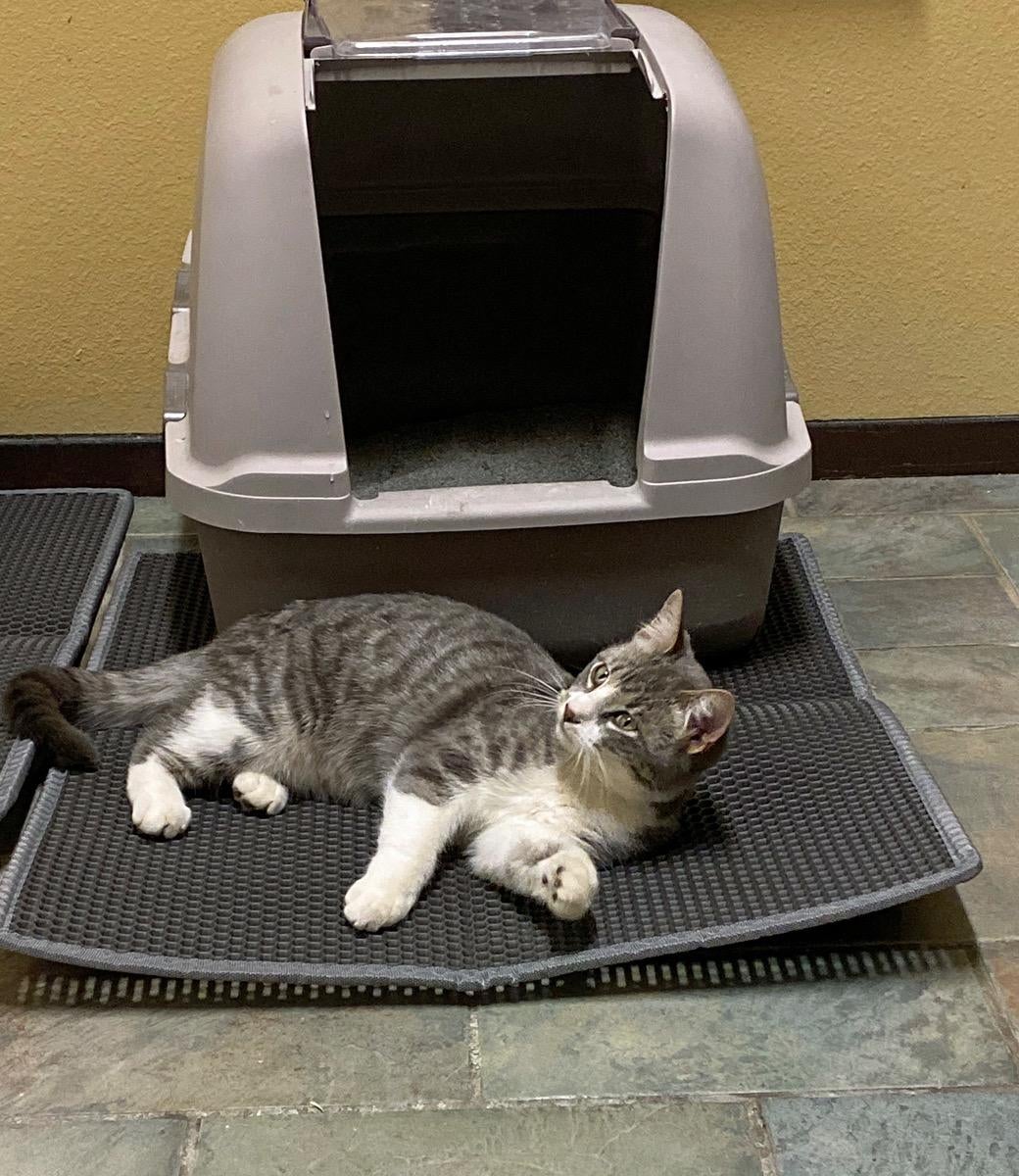 cat laying on the gray mat in front of a litter box