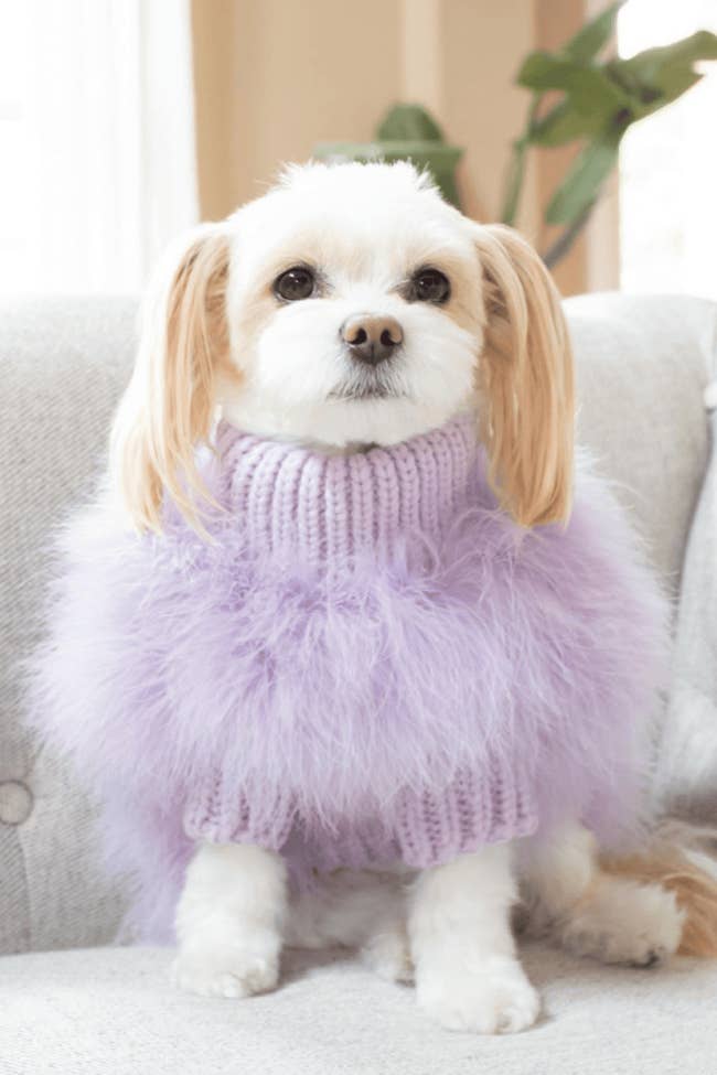 a dog wearing the sweater in lavender