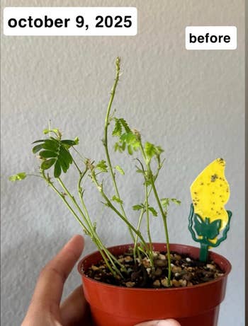 A manus holding a tiny potted works with sparse leaves, labeled