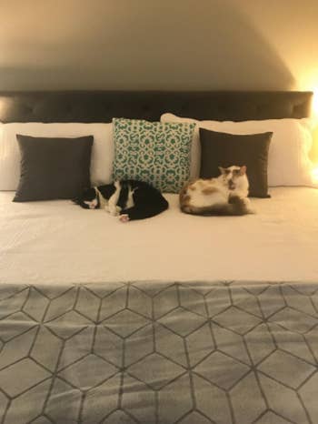 reviewer photo of two cats sitting on a bed with the gel topper