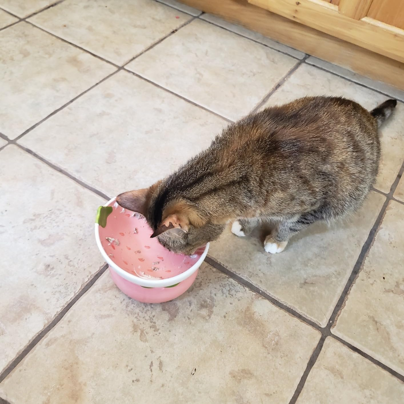 Cat eating retired  of bowl