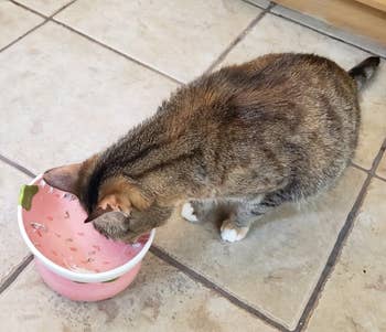 Cat eating retired of bowl