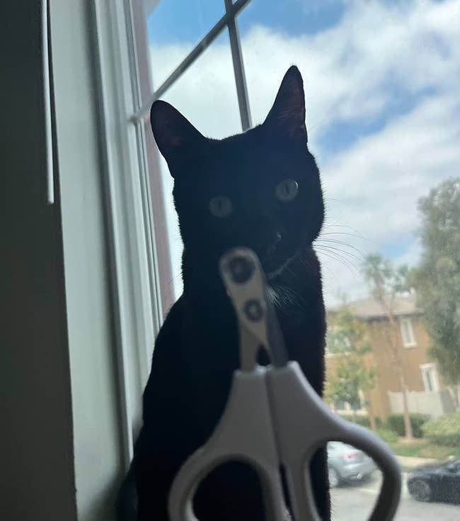 reviewer holding up the pair of nail clippers in front of a cat