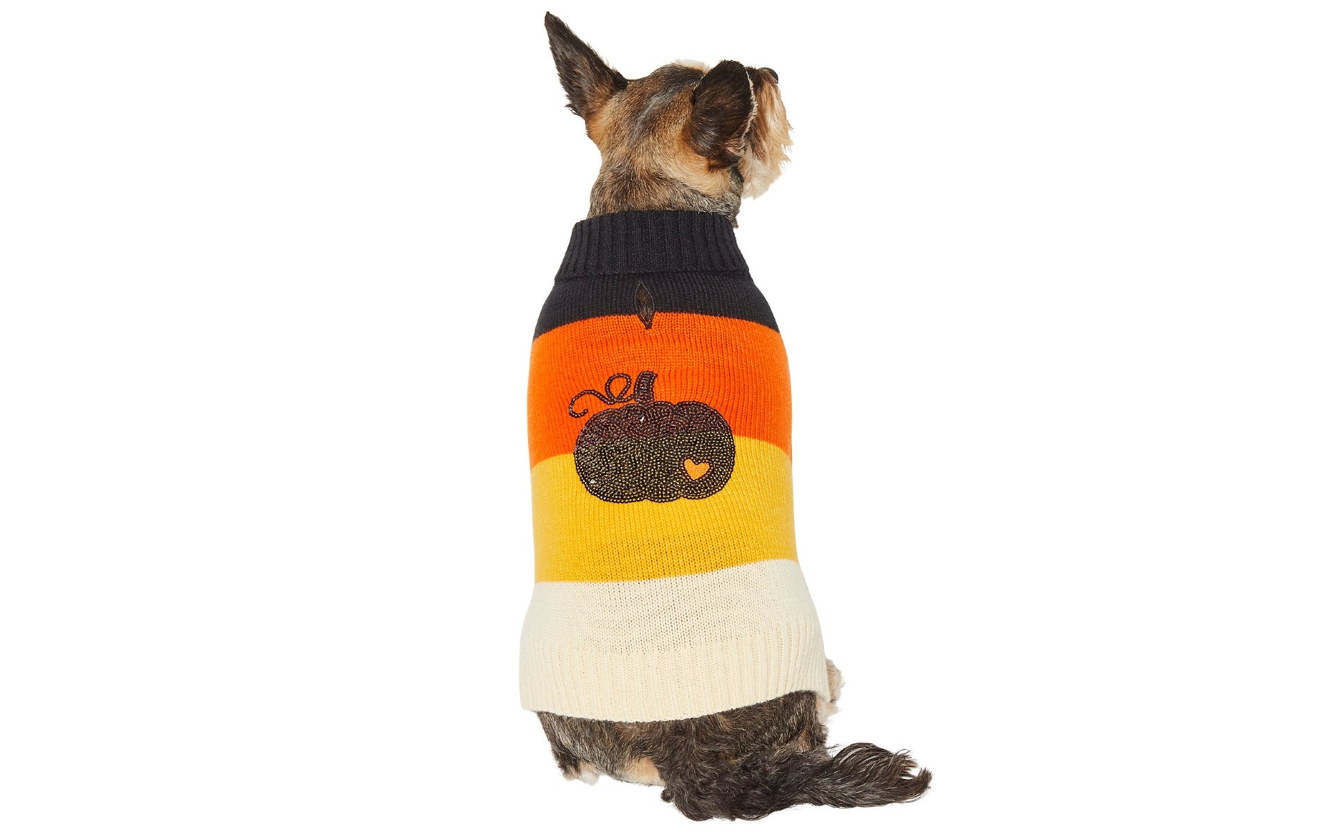Dog in colorblock pumpkin sweater