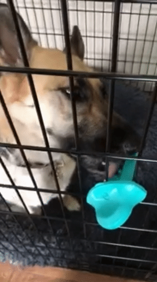 gif of dog licking peanut butter off training aid