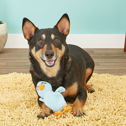 The same dog now with the blue chicken fully out of the egg