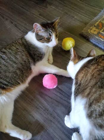 Two cats are playing on the floor with colorful balls, including pink and yellow ones, near a textured mat