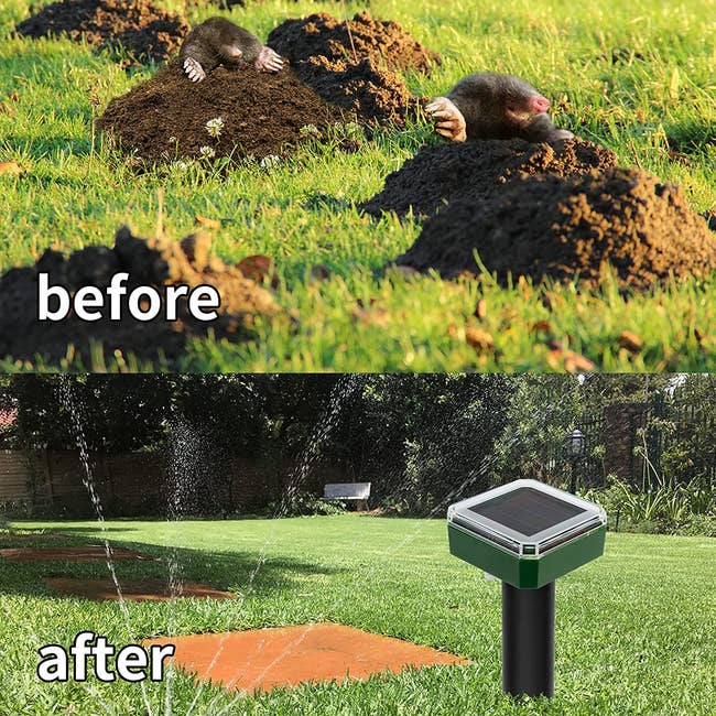 a before and after of mole hills followed by a hill-free yard with the repellent stake in the grass