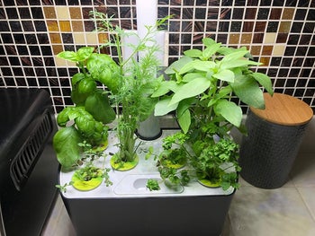 reviewer photo of their black indoor garden full of fresh herbs