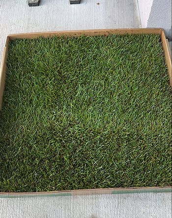 A fresh patch of grass in a boxed area 