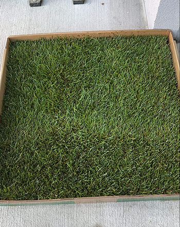 A fresh patch of grass in a boxed area