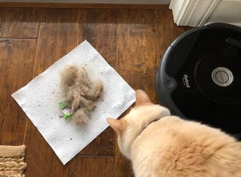 reviewer's cat next to Roomba and the pile of trash and pet hair it picked up