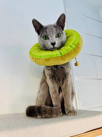 Cat wearing a kiwi protective collar 