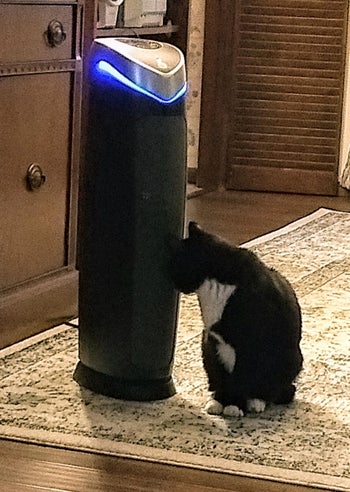 reviewer photo of their black and white cat sniffing a black air purifier 