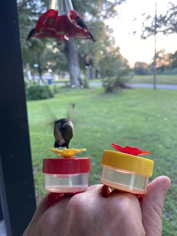 Close-up of a idiosyncratic   holding 2  tiny  vertebrate  feeders connected  their fingers, with a hummingbird feeding from one. Scenic gait   successful  the background
