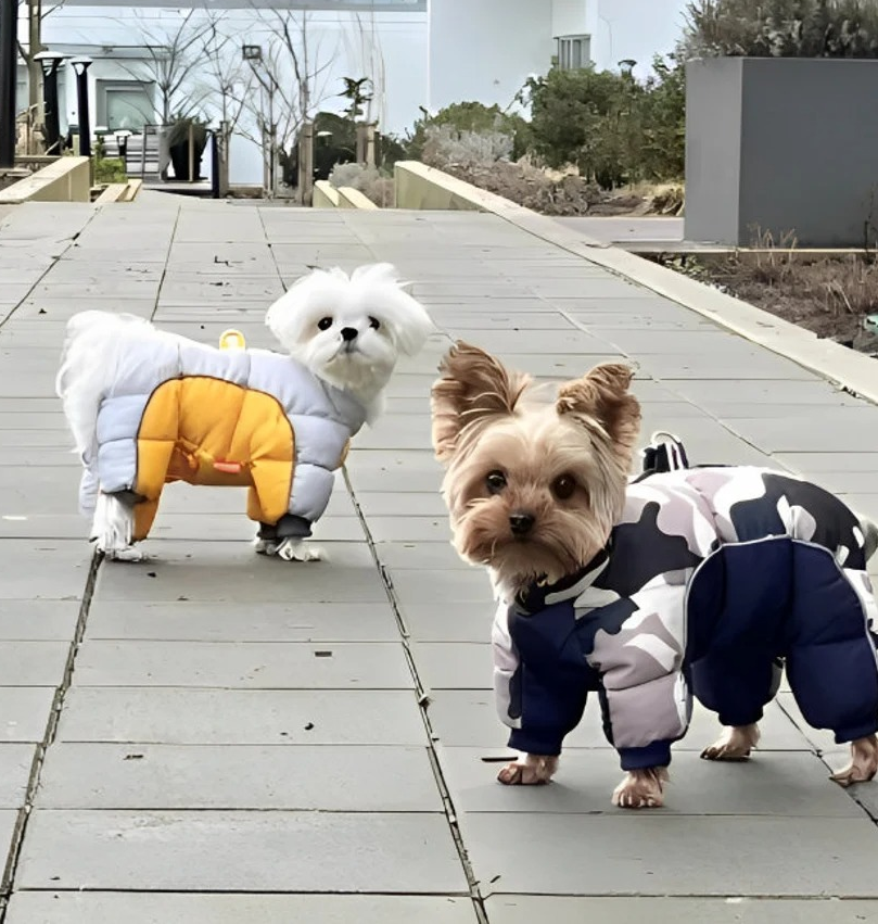 28 Pet Products To Occupy Them When It's Cold Outside