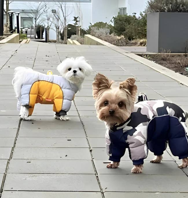 two small dogs wearing puffer snowsuits
