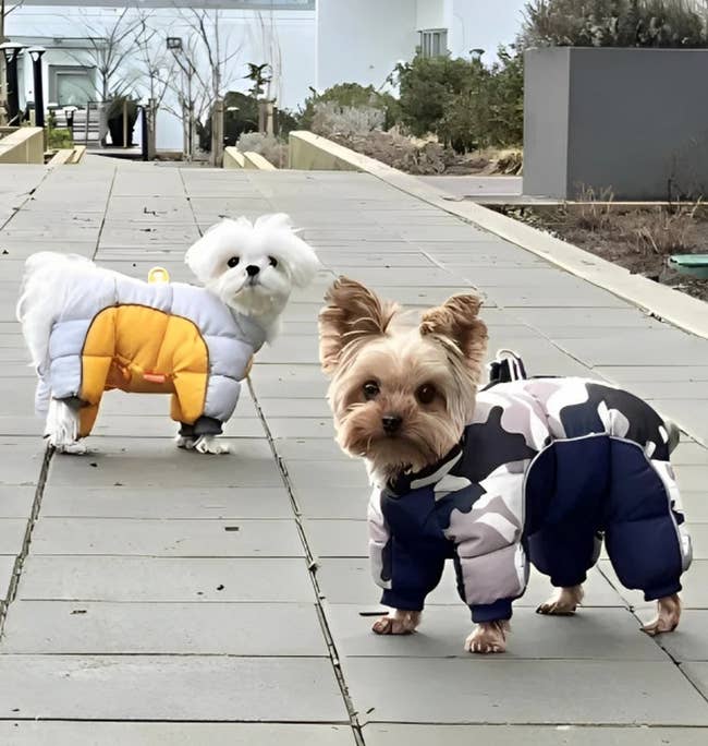 two small dogs wearing puffer snowsuits
