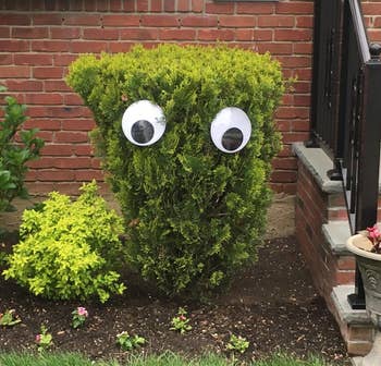 reviewer's shrub with googly eyes