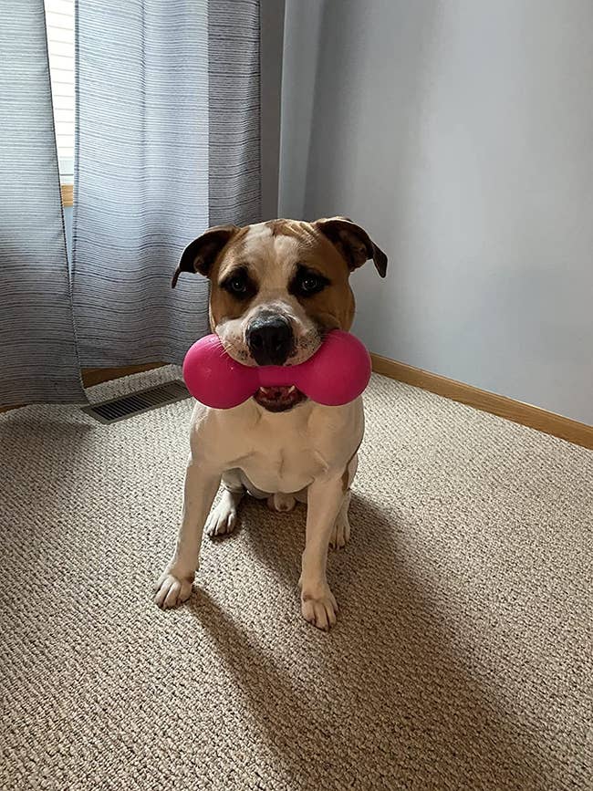 A dog with the toy in pink in their mouth
