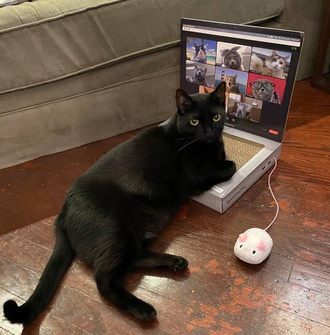 a feline resting connected the laptop shaped scratcher