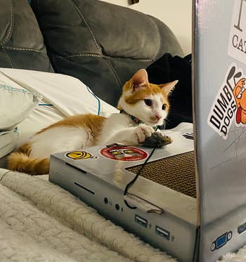 Cat lying beside a laptop-shaped scratching pad using the USB 