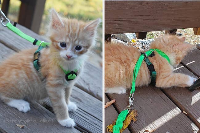 Reviewer image of orange and white kitten in bright green harness with side black buckles and matching green bungee leash clipped onto back silver metal loop, reviewer's cat showing back view of product while laying on wooden deck